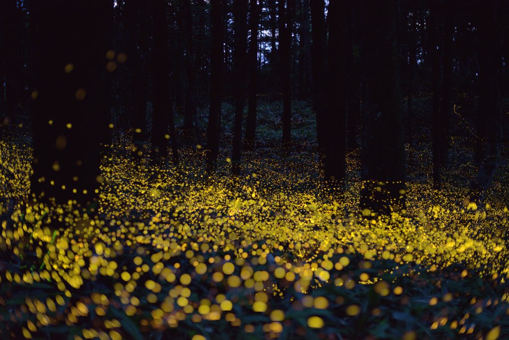 fireflies-Yuki-Saro-3